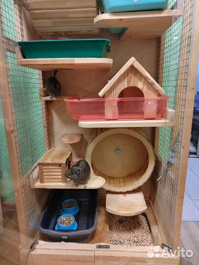 Белки дегу + витрина