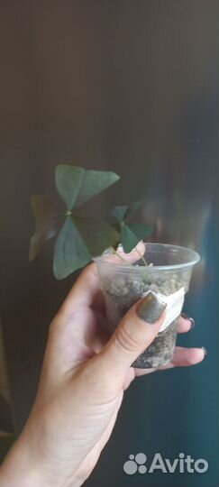 Сортовые оксалисы