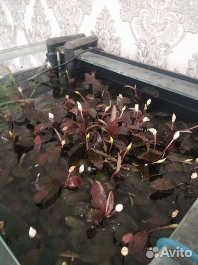 Буцефаландра медный лист Мелави