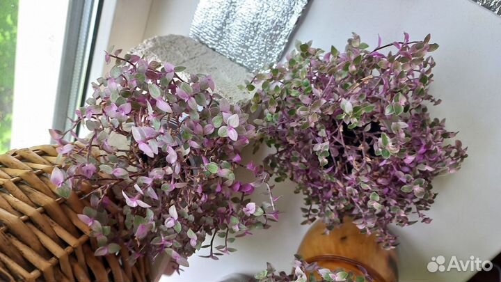 Каллизия розовая пантера