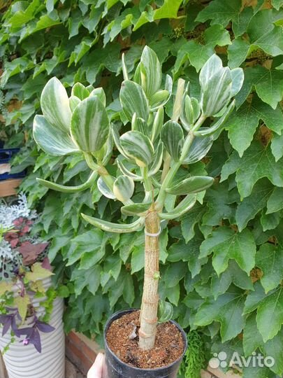 Крассула триколор вариегатная доллар хоббит берд