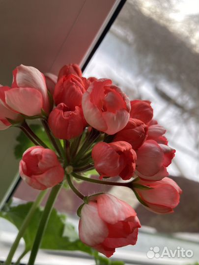 Тюльпановидная герань