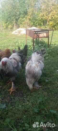 Продам Петухов смешно с брама с домашними курами