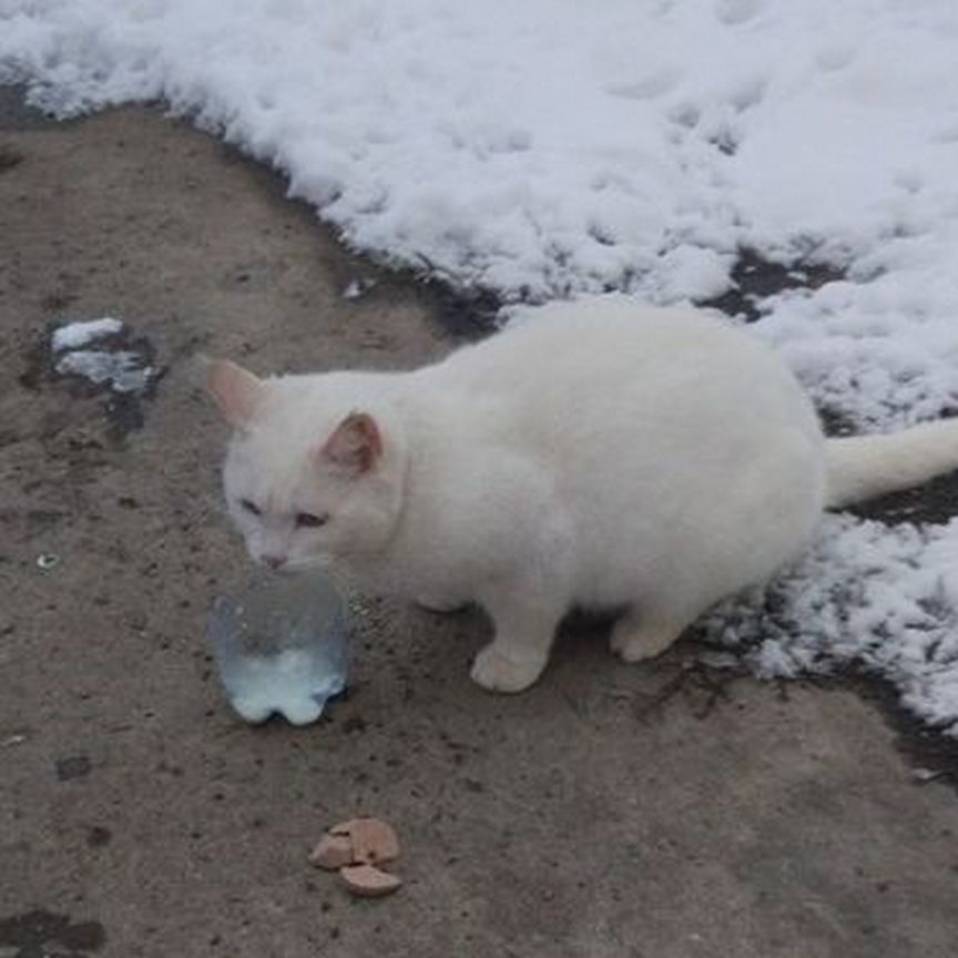 Котики бесплатно в добрые руки