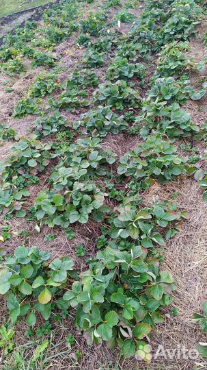 Рассада клубники