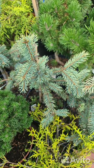 Ель колючая Спринг Санрайз