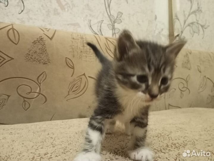Котята бесплатно