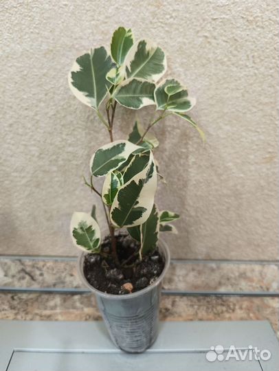 Фикус бенджамина Твилайт