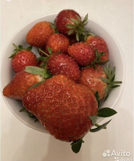 Принимаю заказы на рассаду клубники на осень