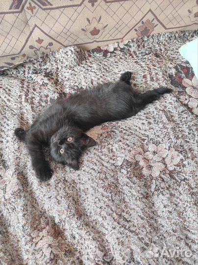 Кошечка в добрые руки