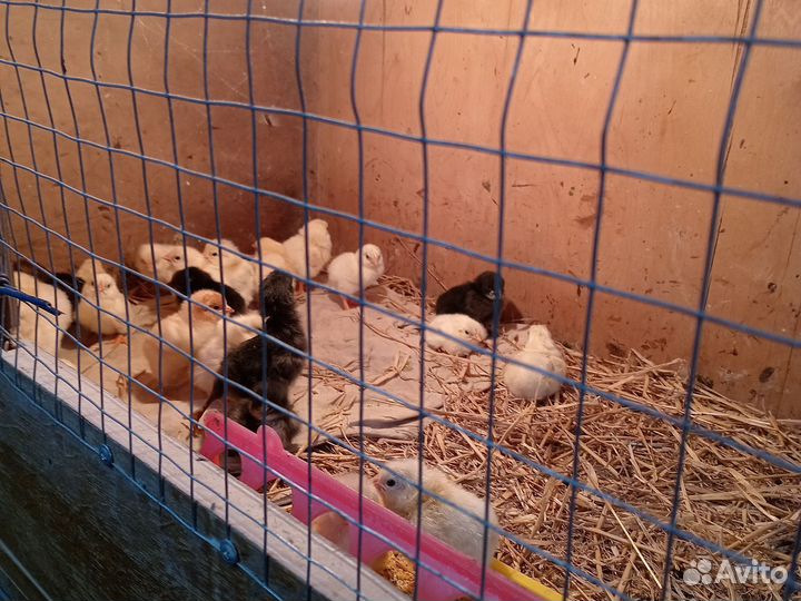 Цыплята от домашних кур