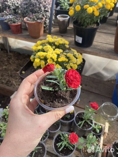 Гвоздика вегетативная махровая