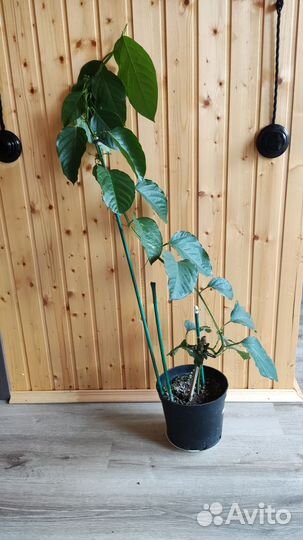 Маракуйя прециозо