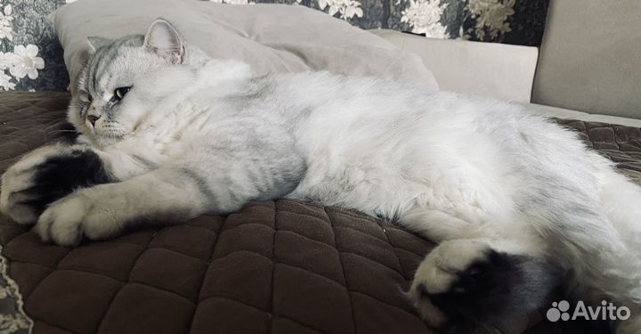 Шотландский кот для вязки