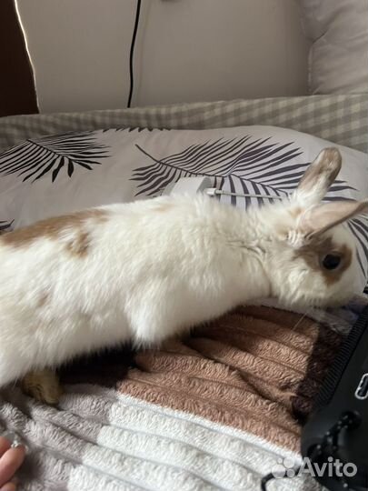 Декоративные кролики