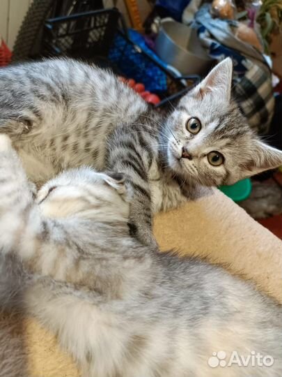 Кошка бесплатно