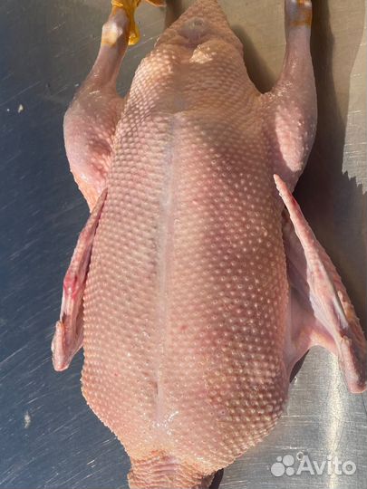 Мясо утки мулард