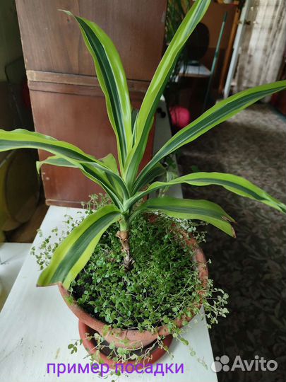 Солейролия