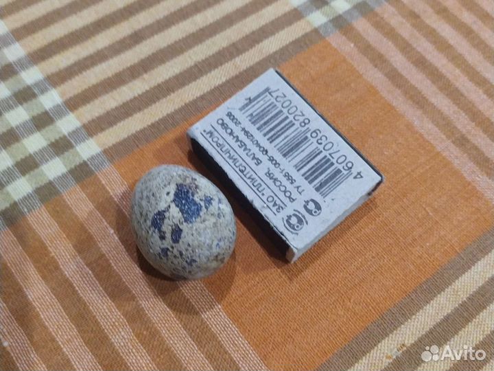 Яйца перепелиные домашние