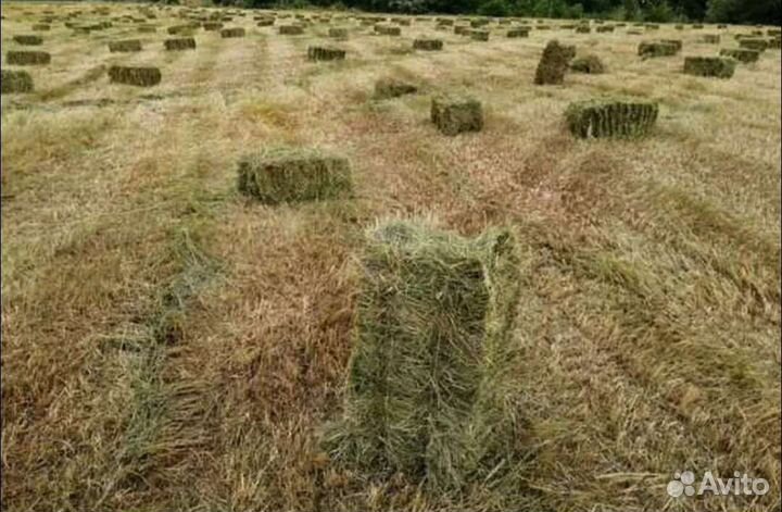 Сено люцерны в тюках