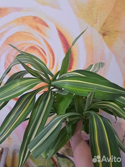 Комнатные цветы юкка