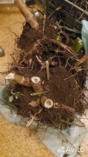 Георгины корни