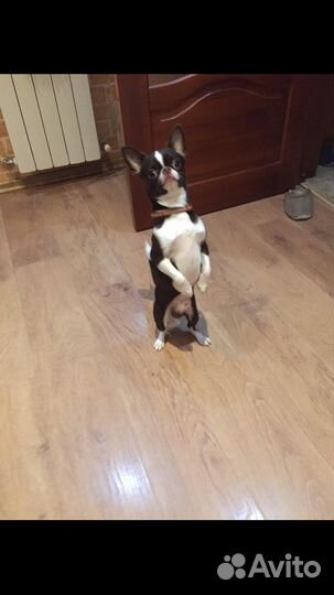 Вязка чихуахуа