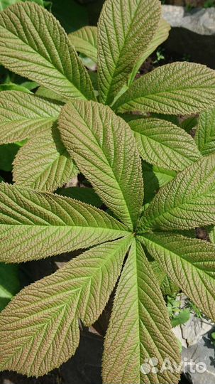 Многолетние цветы