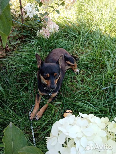 Отдам в добрые руки маленькую собачку