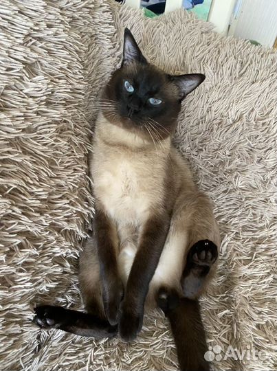 Вязка кота