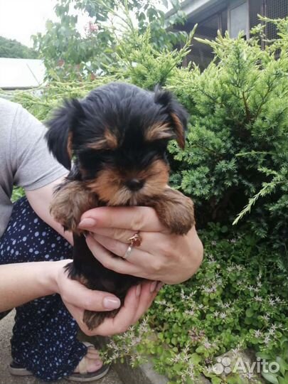 Йоркширский терьер