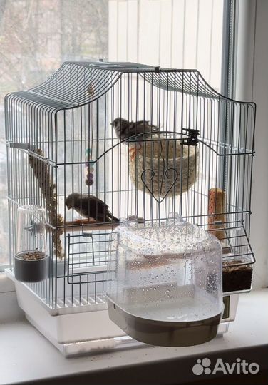 Самка и самец (зебровые амадины )