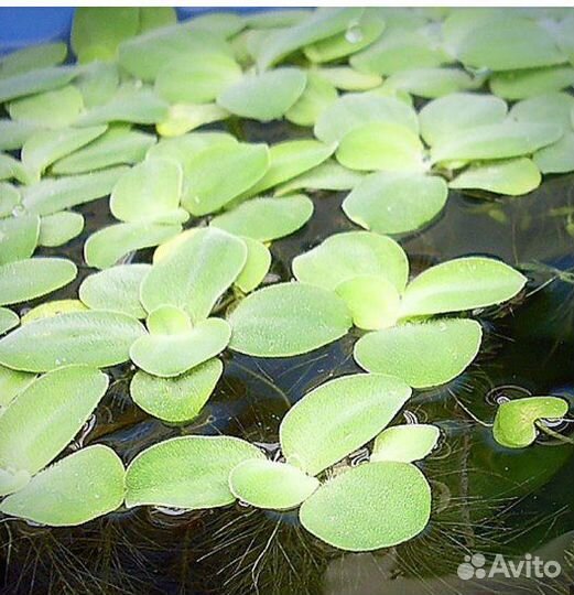 Аквариумные растения, пистия (или водная роза )
