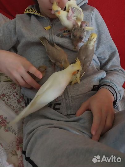 Попугай корелла абсолютно ручные птенцы