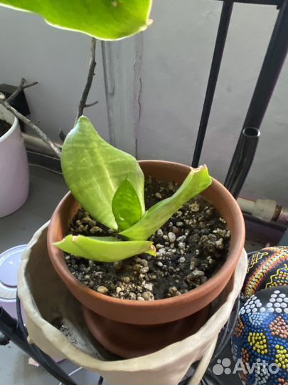 Цветок тещин язык