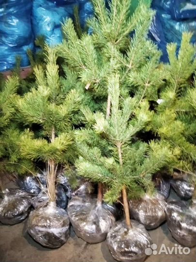 Сосна с комом земли оптом и в розницу