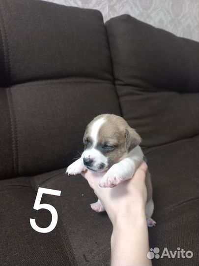 Щенки джек рассел терьер