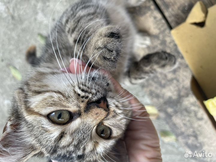 Котенок