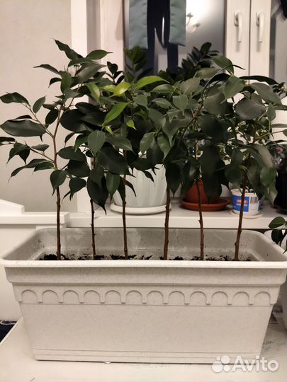 Фикус бенджамина Наташа