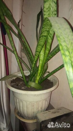Сансевиерия (Тёщин язык)