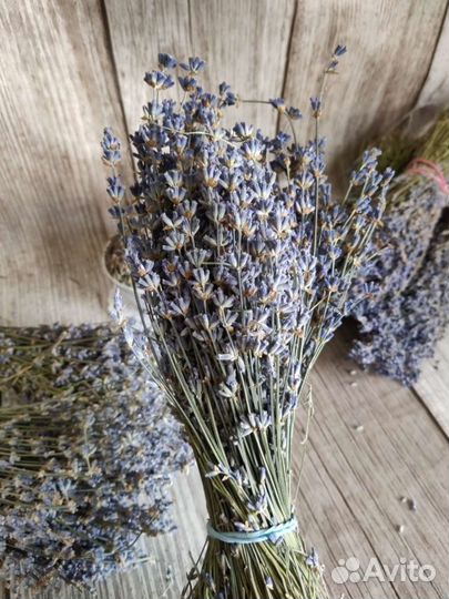 Лаванда крымская