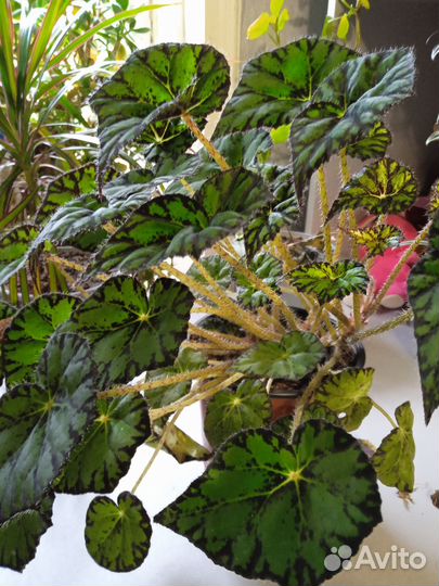 Диффенбахия