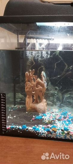Аквариум