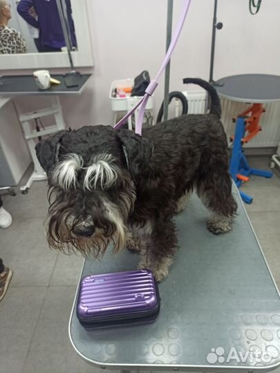 Грумер. Триминг, стрижка, экспресс линька