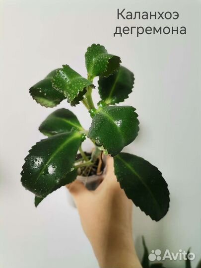 Комнатные растения