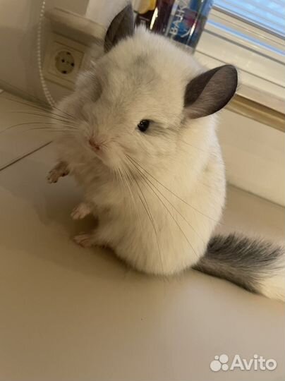 Шиншилла вязка