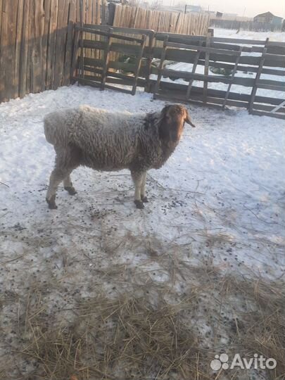 Овцы бараны