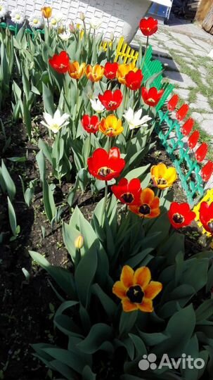 Цветы тюльпаны