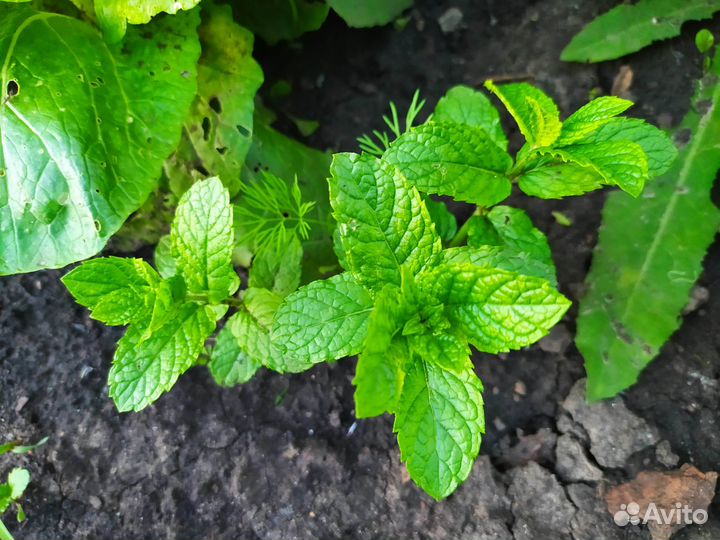 Мята марокканская