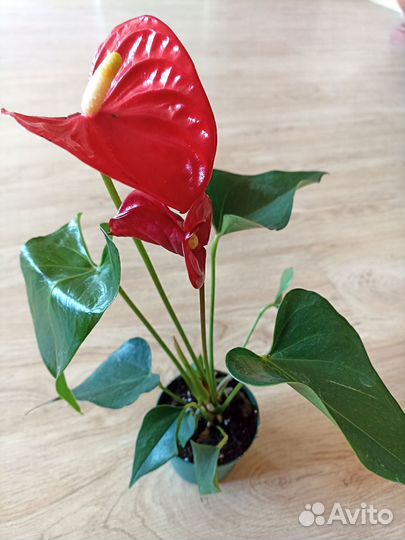 Антуриум Андре красный